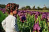 iris2.jpg (51290 bytes)